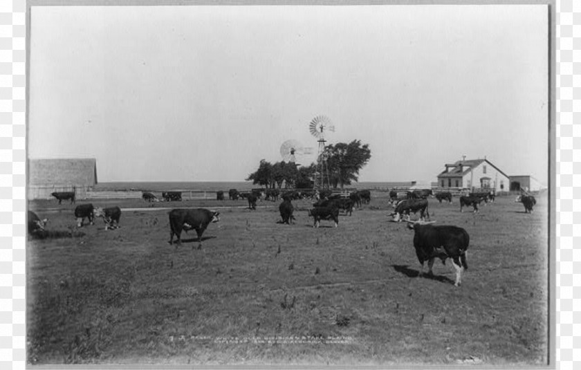 Barn JA Ranch Hereford Cattle Texas Panhandle Farm PNG