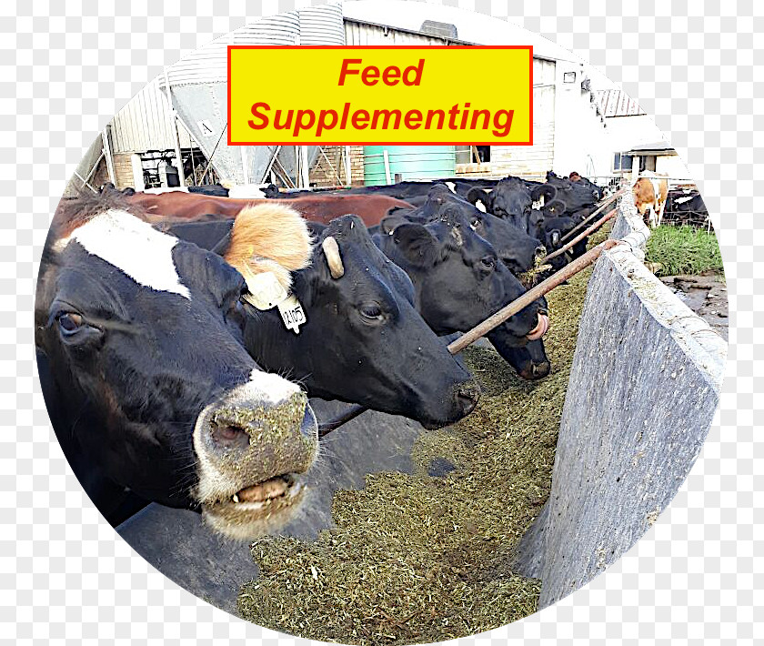 Cattle Feed Dairy Ritlee Xecutech Sales And Services (Pty) Ltd Ox Woodchipper PNG