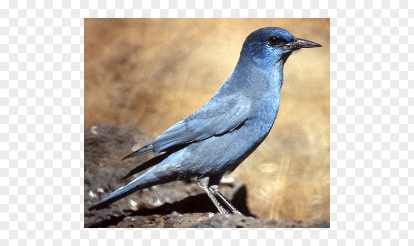 Crow American Blue Jay Bluebird Blackbird PNG