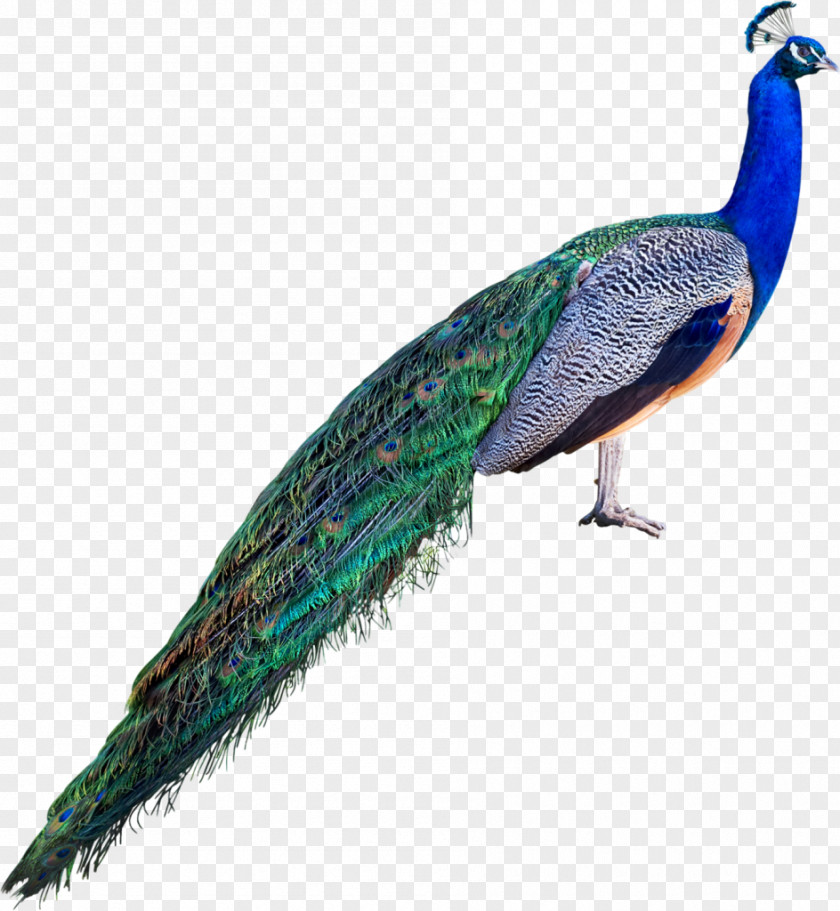 Feather Asiatic Peafowl Stock Photography Royalty-free PNG