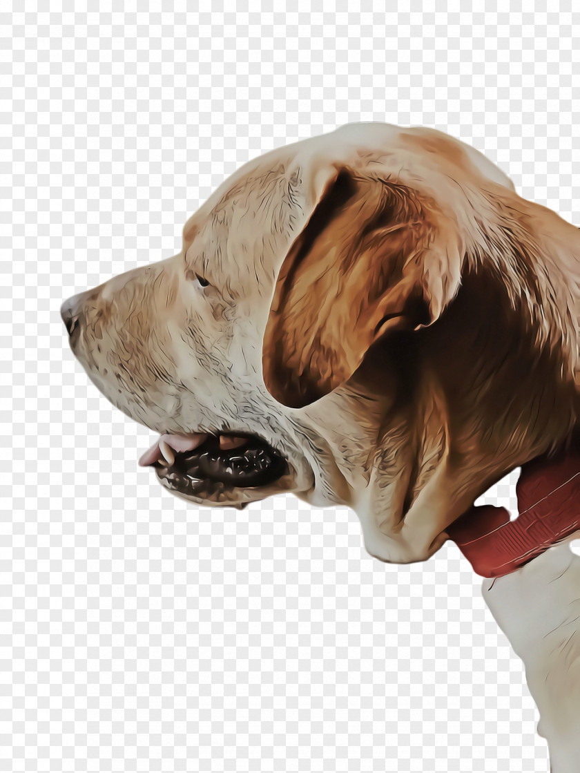 Giant Dog Breed Ear Cute PNG