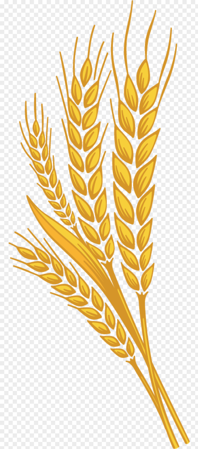 Wheat Beer Clip Art PNG