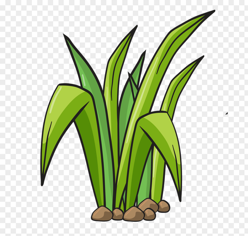 Green Grass Royalty-free Photography Illustration PNG