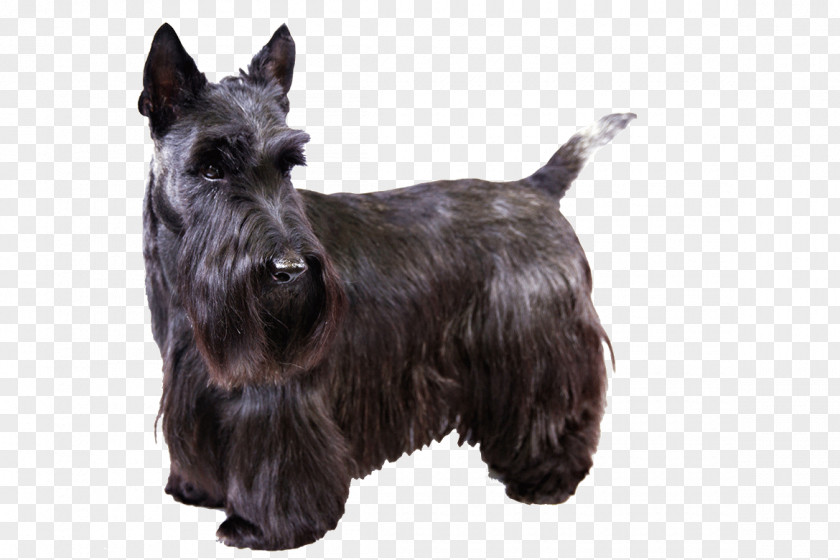 Haircut Scottish Terrier West Highland White Skye Smooth Fox PNG