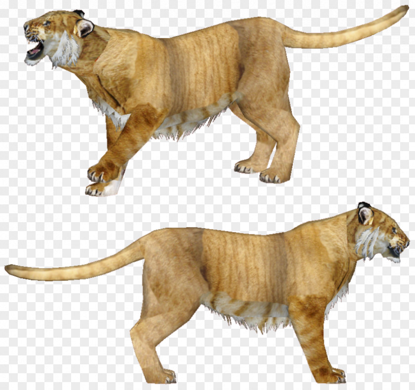 Lion Cat Wildlife Terrestrial Animal Fauna PNG