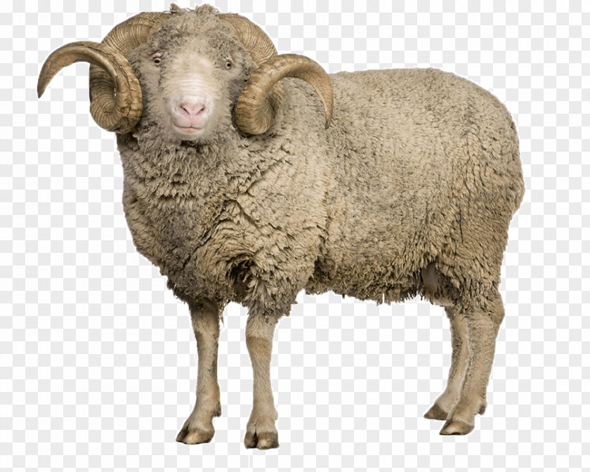 Sheep Arles Merino Goat Clip Art PNG