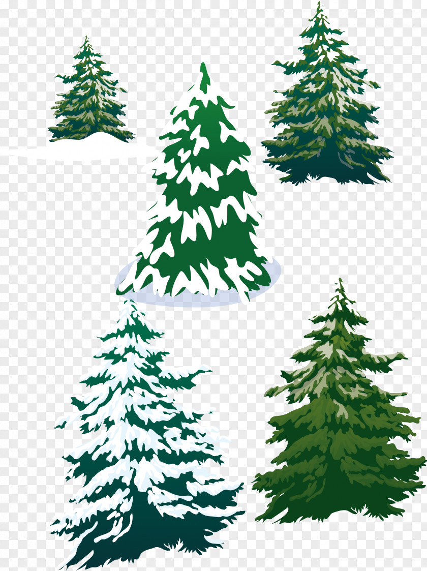 Vector Snowy Pine Trees PNG