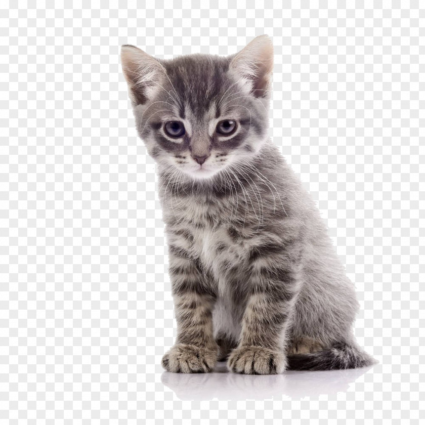 Cartoon Cat Material Tabby Stock Photography Royalty-free PNG