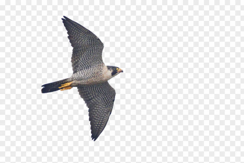 Gull Wildlife Bird Cartoon PNG