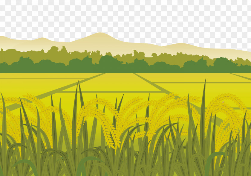 Paddy Fields In The Countryside Rice Euclidean Vector Field Harvest PNG