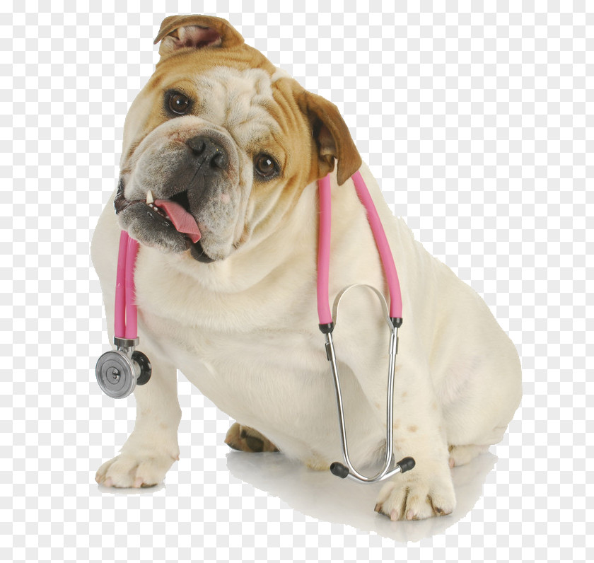 Physical Examination Bulldog Puppy Cavalier King Charles Spaniel Pug Havanese Dog PNG
