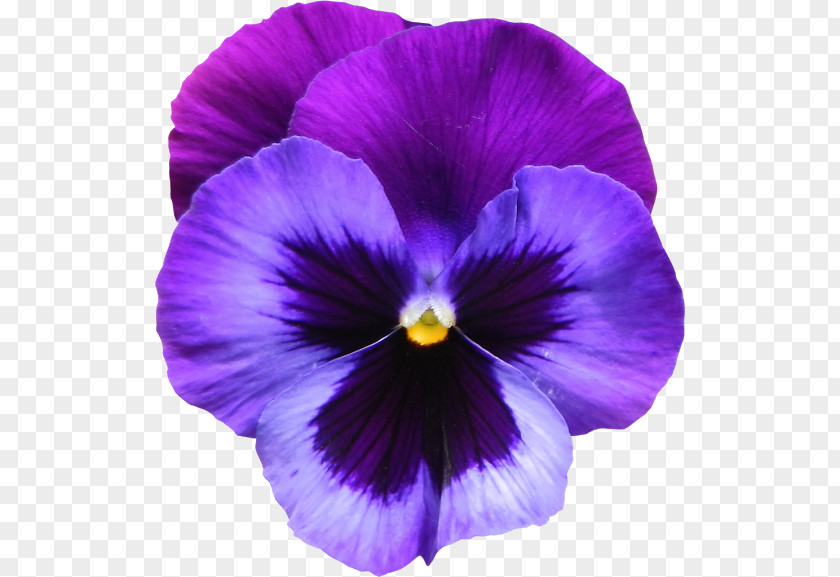 Purple Lily Pansy Violet Clip Art PNG