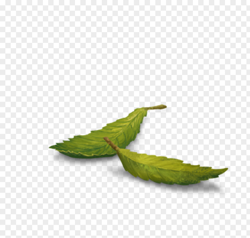 Tea Green Yogi White Kombucha PNG