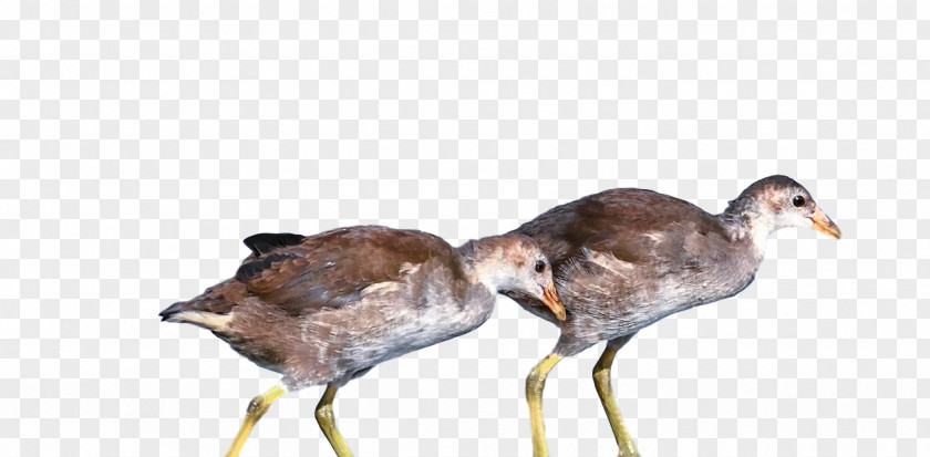 Birds Ducks Water Bird Seabird Beak PNG