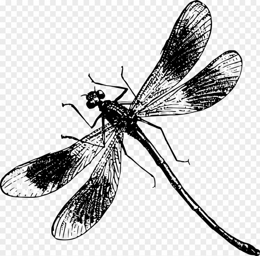 Dragonfly Butterfly Illustration PNG