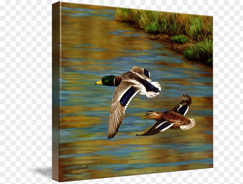 Duck Mallard Painting Goose Forest PNG