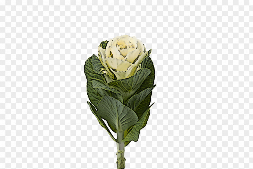 Flower Plant Wild Cabbage Bud Cut Flowers PNG