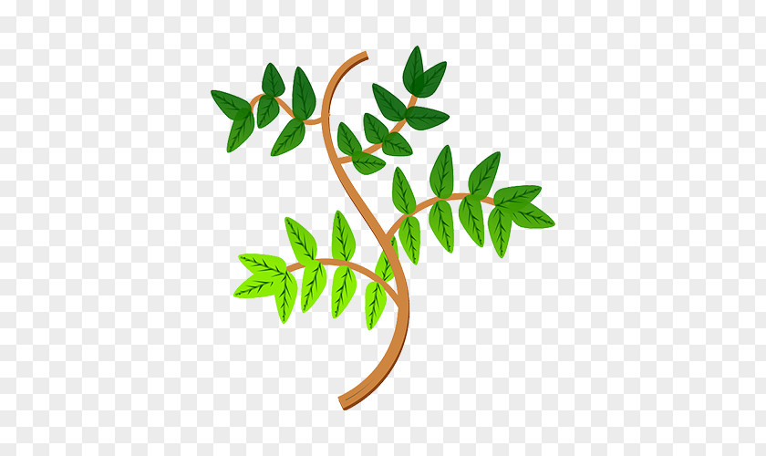 Leaf Plant Tree Bay Laurel Clip Art PNG