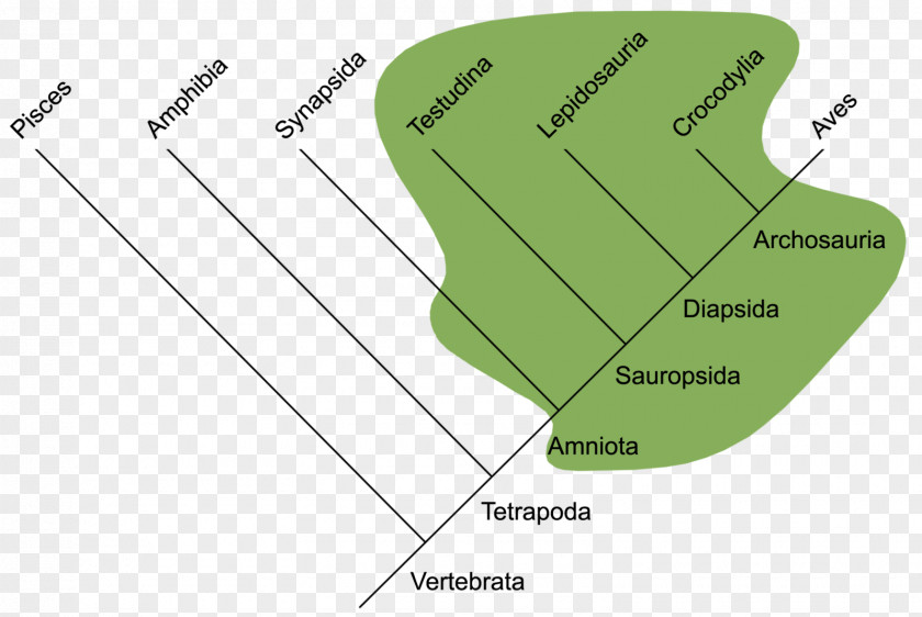Manatees Reptile Vertebrate Sistematika Gmazova Phylogenetic Tree Paraphyly PNG