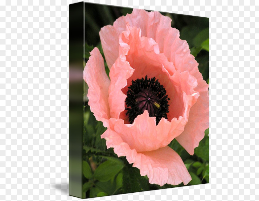 Poppy Flowering Plant Peony Herbaceous PNG