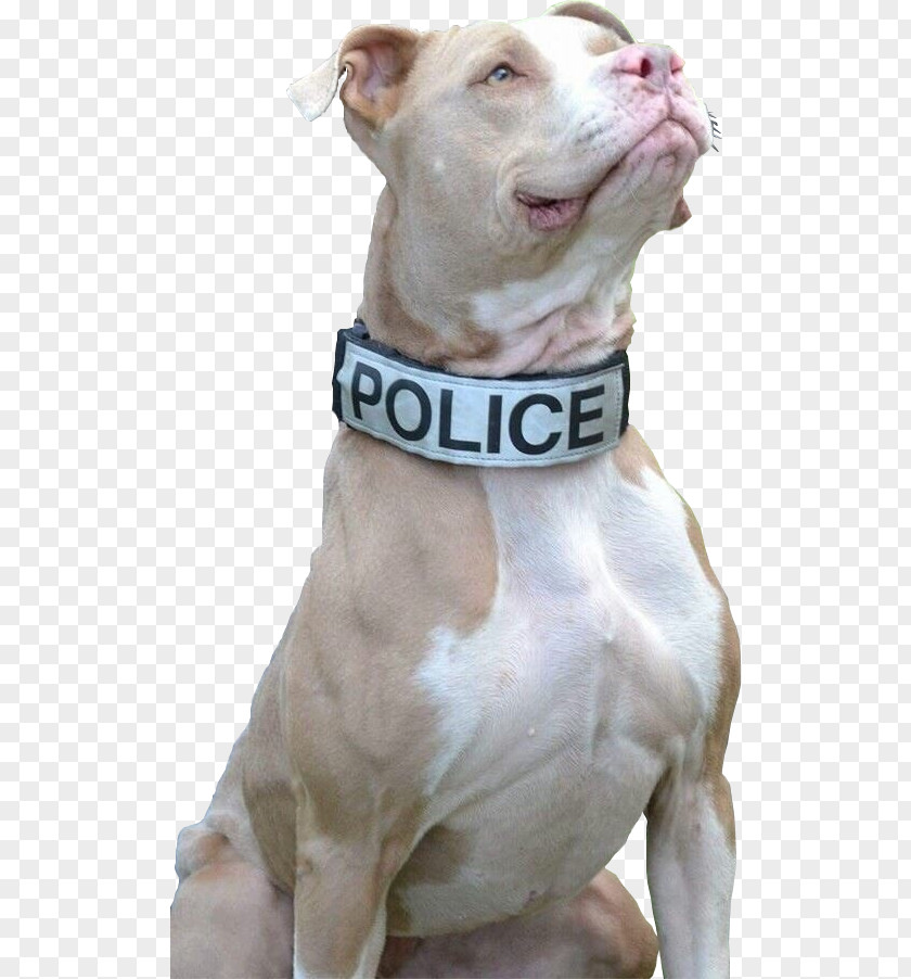 Puppy American Pit Bull Terrier New York City Police Dog PNG
