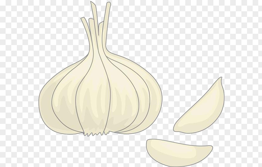 Cartoon Garlic Material Drawing Onion PNG