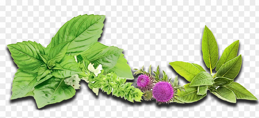 Flower Herbal Basil Leaf PNG