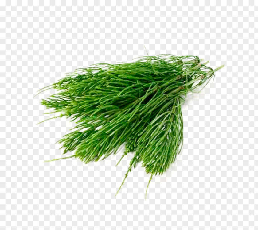 Food Dill Grass Plant Chives Family Vegetable PNG