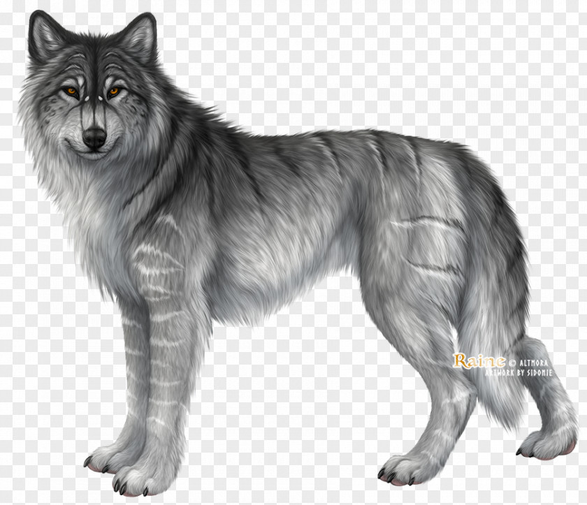 Furry Wolf Utonagan Saarloos Wolfdog Kunming Tervuren Shiloh Shepherd Dog PNG