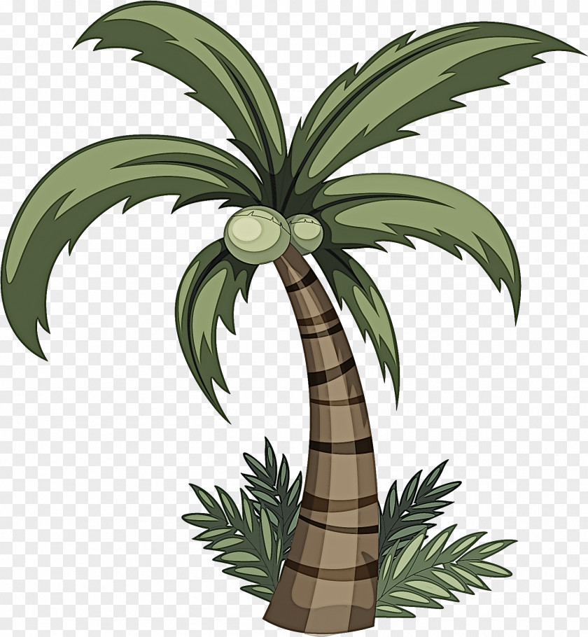 Houseplant Woody Plant Palm Tree PNG