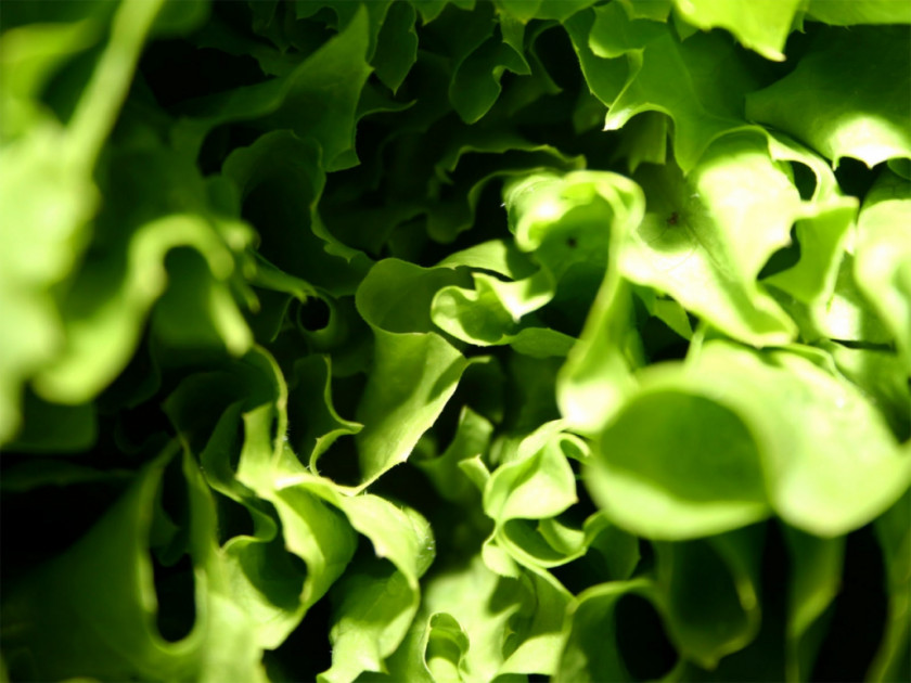 Lettuce Desktop Wallpaper Vegetable 1080p Ultra-high-definition Television Display Resolution PNG