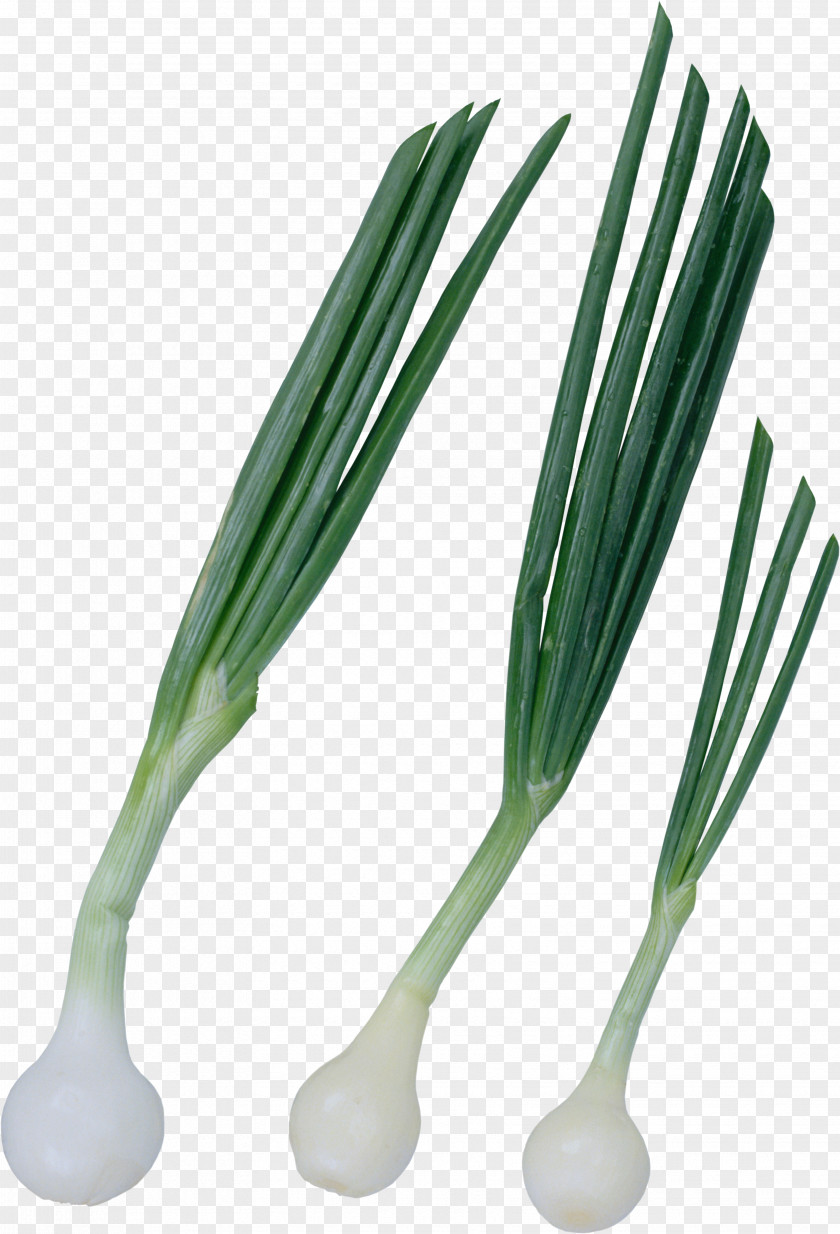 Onion Vegetable Chives Green PNG