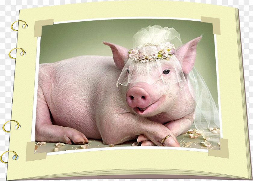 Pig Miniature Desktop Wallpaper Cute Funny Humour PNG