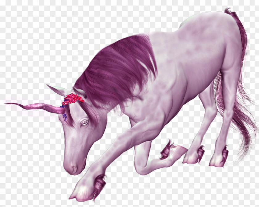 Purple Unicorn Material Free To Pull PNG