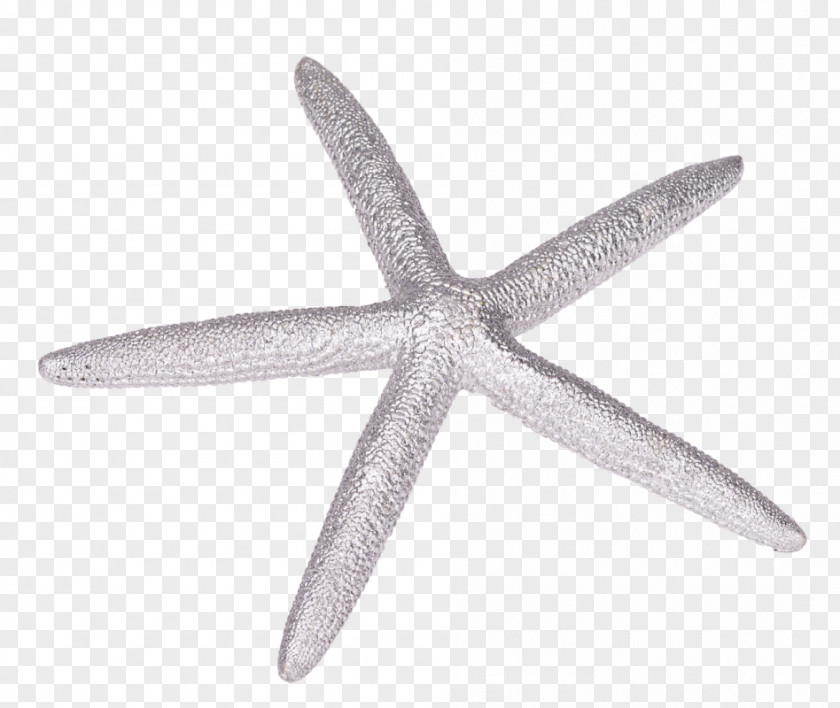 Starfish Echinoderm PNG