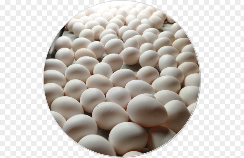 Egg Protein Gena Agropecuaria SA De CV Amino Acid PNG