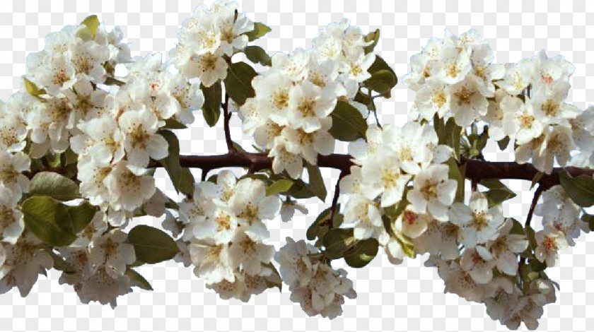 Flower Spring Centerblog Cherry Blossom PNG