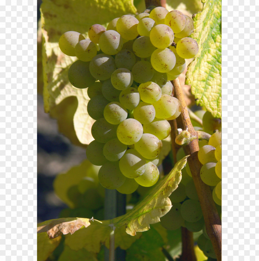 Grape Sultana Varietal Swiss Wine Heida PNG