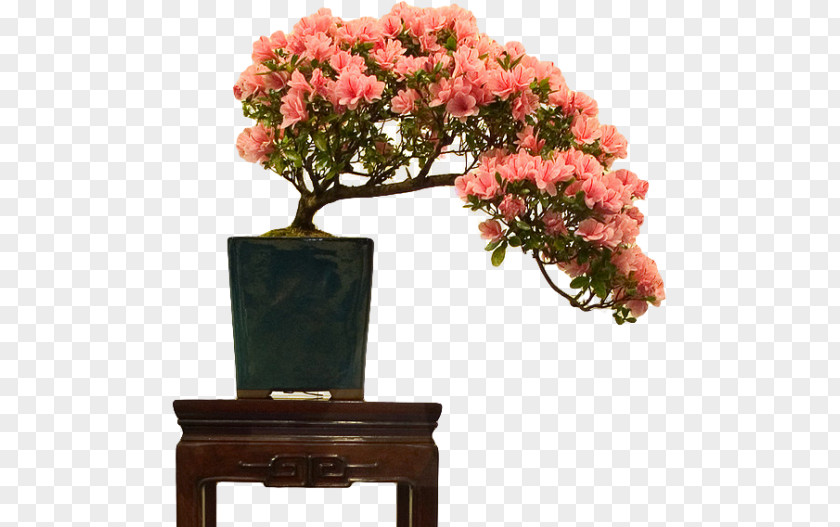 Indoor Bonsai Flowerpot Rhododendron Indicum Tree PNG