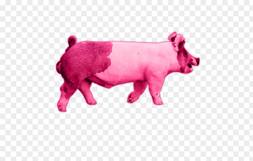 Pig Cattle Mammal Pink M Snout PNG