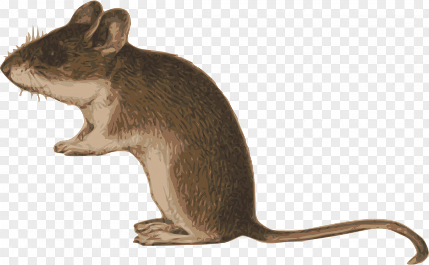 Rat Illustration Gerbil Clip Art PNG
