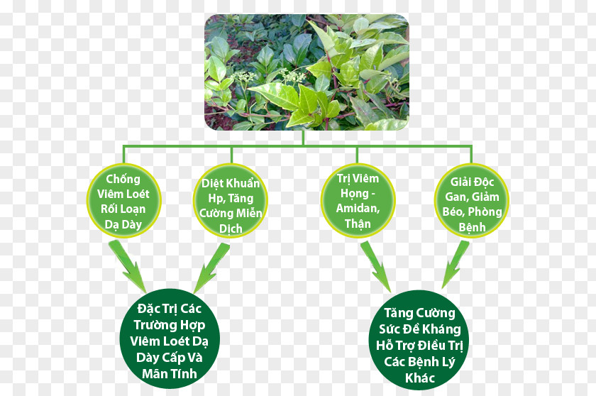 Sapa Solanum Trilobatum Medicinal Plants Herbalism Health Therapy PNG