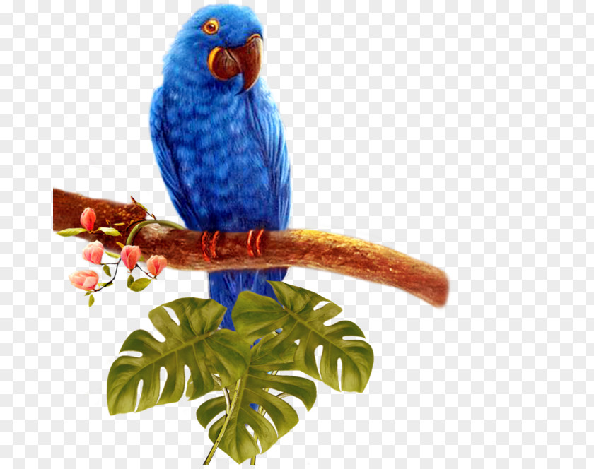 Blue Parrot Bird PNG