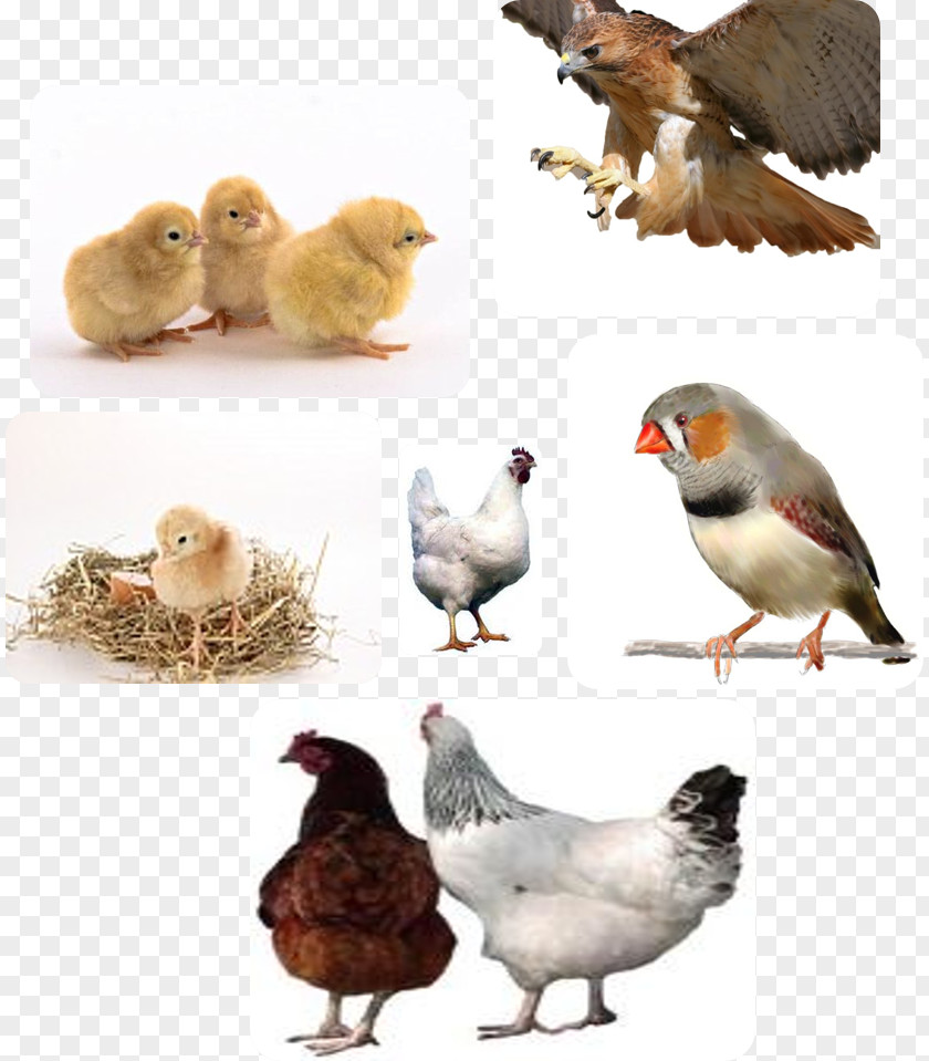 Chicken Disease Poultry Farming Bird PNG