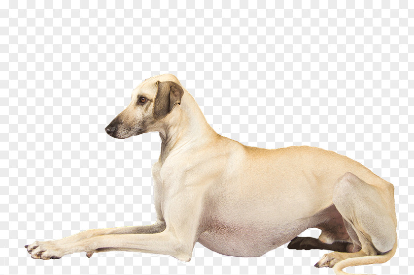 Lurcher Sloughi Polish Greyhound Mudhol Hound PNG