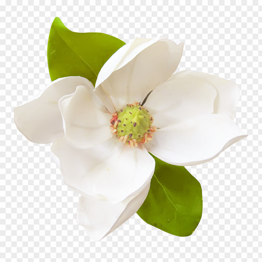 Natural Flower Magnolia Clip Art PNG