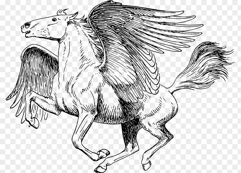 Pegasus Medusa Poseidon Perseus Coloring Book PNG
