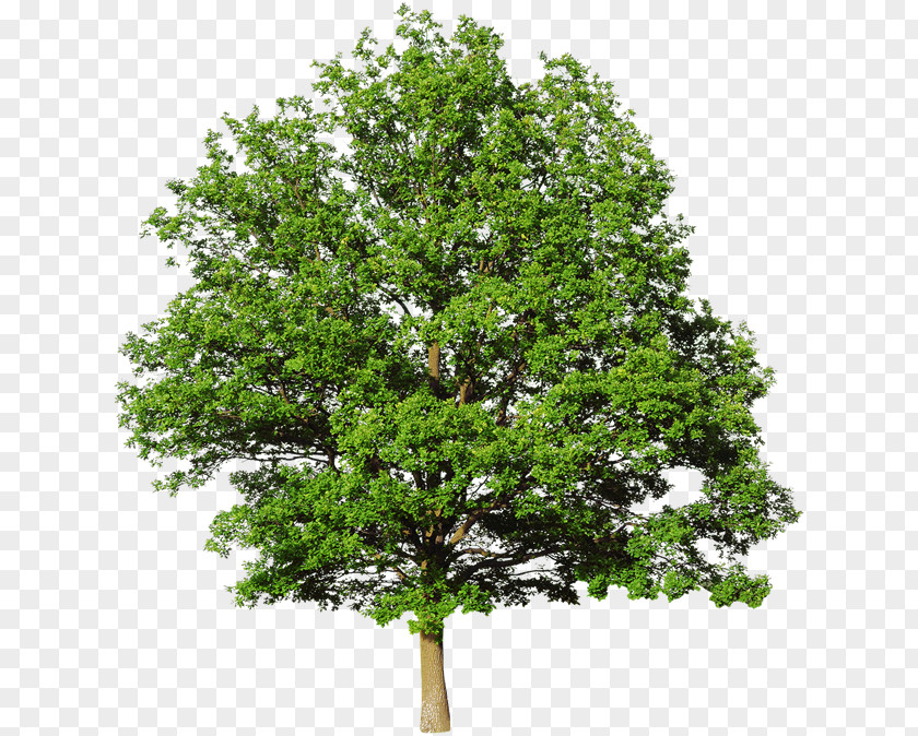 Transparent Tree Stock Photography White Oak Royalty-free PNG