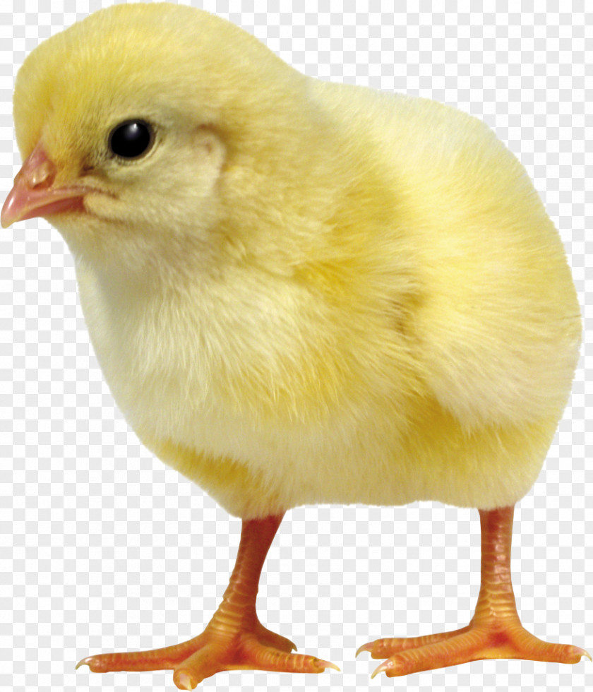 Chickens Chicken Duck Incubator Poultry Egg PNG