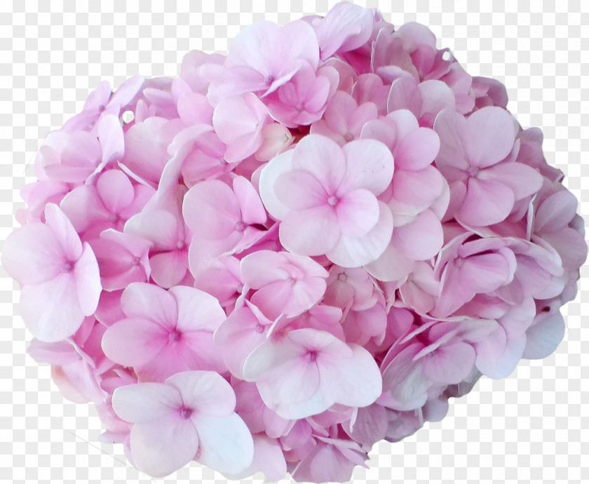 Hydrangea Cut Flowers Pink Peach PNG